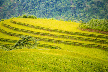 Beautiful view of Rice terrace at Hoang Su Phi. Viewpoint in Hoang Su Phi district, Ha Giang province, Vietnam