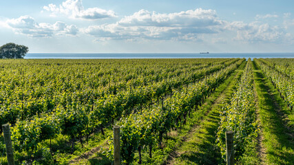 Vineyard in Niagara-on- the- lake, Ontario, Canada with Lake Ontario in background. 