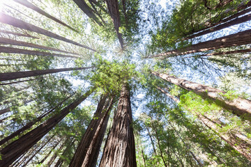 Redwood trees looking up in Muir Woods National Monument in Marin County, California, USA.