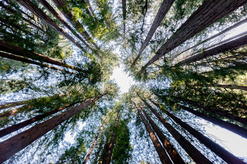 Redwood trees looking up in Muir Woods National Monument in Marin County, California, USA.