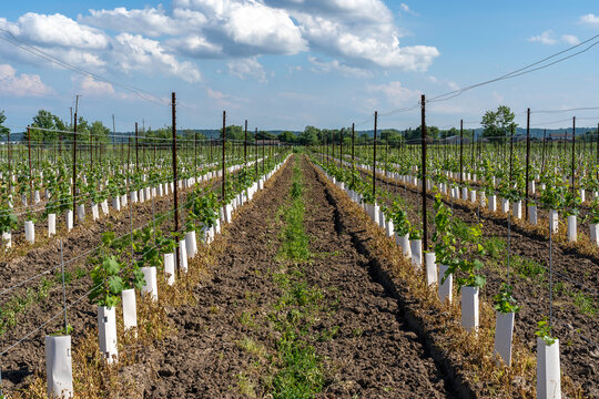 Young Plants Of Grapevine With Protections In A New Vineyard 
In Niagara-on- The- Lake, Ontario, Canada. 