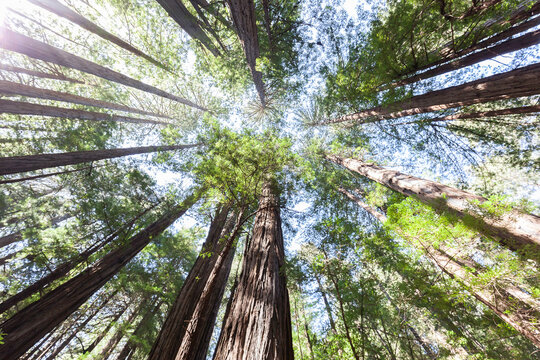 Redwood Trees Looking Up In Muir Woods National Monument In Marin County, California, USA.