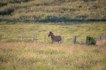 Cavalo crioulo próxima a cerca na pastagem