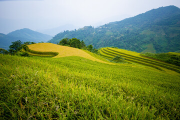 Beautiful view of Rice terrace at Hoang Su Phi. Viewpoint in Hoang Su Phi district, Ha Giang province, Vietnam