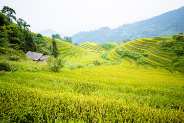 Fototapeta premium Beautiful view of Rice terrace at Hoang Su Phi. Viewpoint in Hoang Su Phi district, Ha Giang province, Vietnam