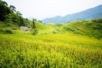 Fototapeta na wymiar Beautiful view of Rice terrace at Hoang Su Phi. Viewpoint in Hoang Su Phi district, Ha Giang province, Vietnam