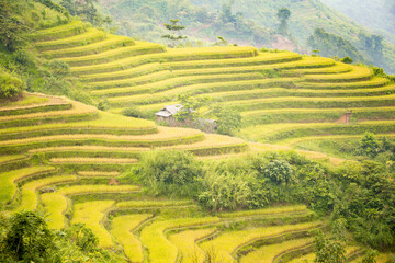 Beautiful view of Rice terrace and houses at Hoang Su Phi. Viewpoint in Hoang Su Phi , Ha Giang province, Vietnam