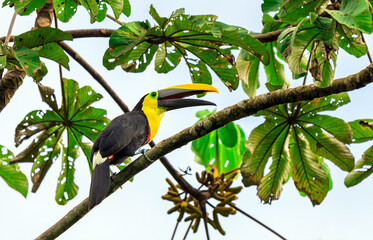 Fototapeta premium A Chestnut Mandibled Toucan or Swainson's Toucan (Ramphastos swainsonii) in Mindo, Ecuador.