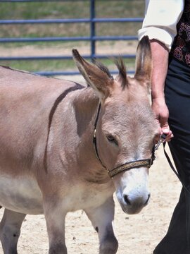 Mini Donkey Being Led