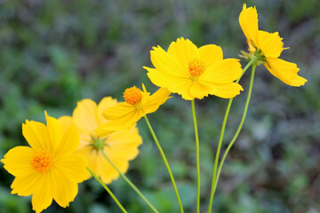 Beautiful bright yellow flower in the garden