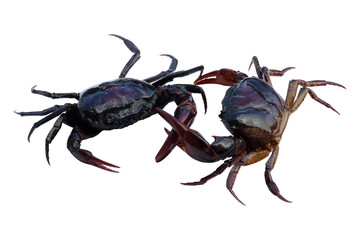 Two crab fighting (field crab) isolated on white