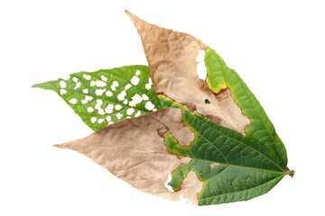 Fototapeta premium Leaf with holes, eaten by pests on white