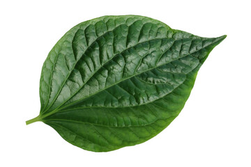 Fototapeta premium green leaf isolated on a white background