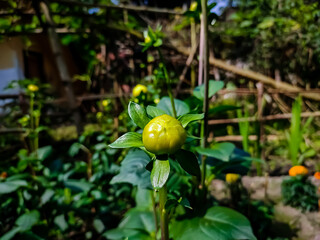 Dahlia is a genus of bushy, tuberous, herbaceous perennial plants native to Mexico and Central America.