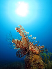 A common lionfish Pterois miles on the lookout for prey