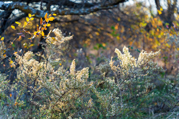 autumn leaves on the ground