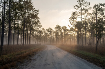 Sun Streams Through the Fog over a Forest Road