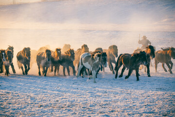 Horses running on the snow field in the morning