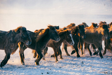 Horses running on the snow field in the morning