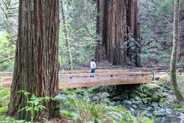 Marin County, California, USA - April 1, 2018:  Redwood trees on a bridge in Muir Woods National Monument in Marin County, California, USA.