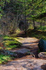 Forest path in the wilderness during the fall in Nanaimo, Vancouver Island, British Colombia, Canada