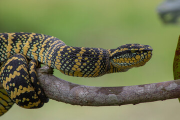 green tree viper wrapped around a wooden branch