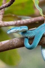 blue pit viper wrapped around a wooden branch