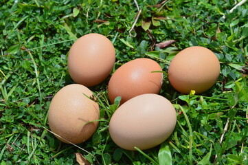Telur ayam segar - fresh chicken eggs