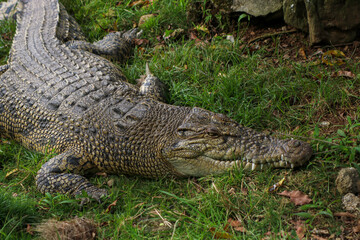 crocodile lying on the grass