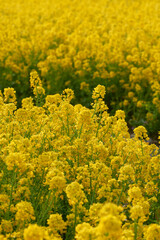 Obraz premium 菜の花 Rape-flower