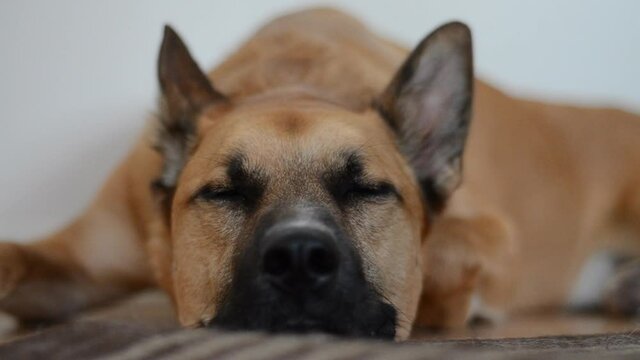 Dog falling asleep while looking directly at the camera