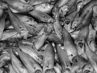 Obraz premium Bluefish, Fresh fish at the market, 