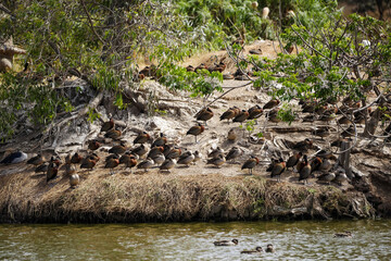 Avifaune du lac Alarobia à Madagascar