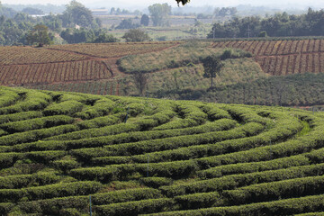 Step pattern on the hill of Tea Plantations farm, nature mountain backgrounds
