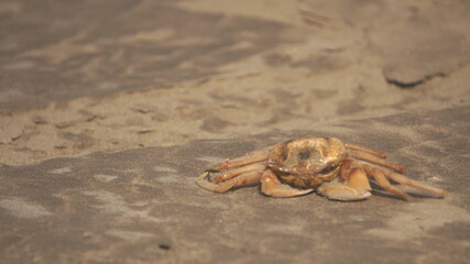 crab on the beach