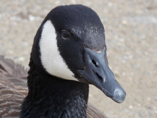 portrait of goose