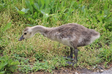 country goose branta canadensis