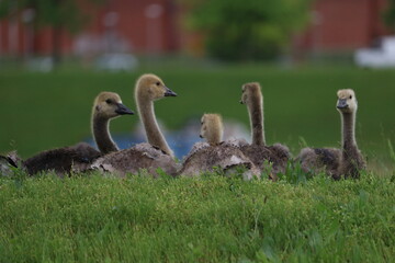 country, goose, branta, canadensis, gosling