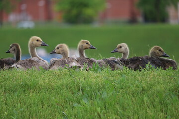 family of geese