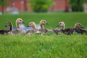 country, goose, branta, canadensis, gosling
