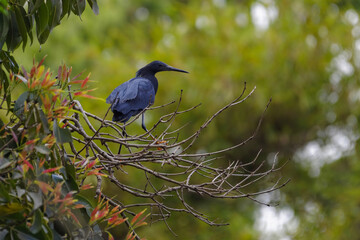 Avifaune du lac Alarobia à Madagascar