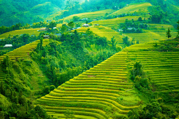Beautiful view of Rice terrace at Hoang Su Phi. Viewpoint in Hoang Su Phi district, Ha Giang...