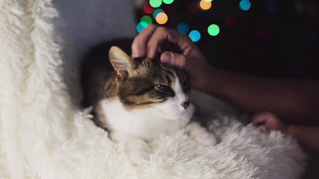 Christmas cat. animal and Christmas decorations. the owner strokes the cat