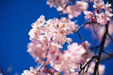 青空に映える春の桜