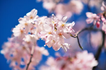 Obraz premium 春の到来を告げる桜