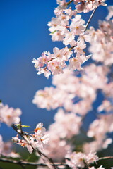 桜咲く春の後楽園