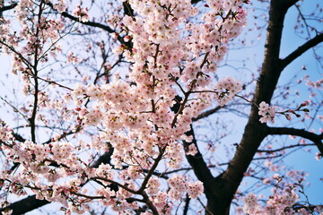 春の青空と桜