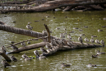 Avifaune du lac Alarobia à Madagascar