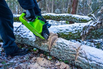 Sawing off an old oak tree with a battery-powered cordless electric chainsaw in the forest in the snow - obrazy, fototapety, plakaty