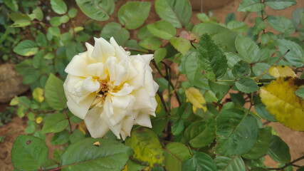 Close-up photo of a beautiful rose blooming in a garden